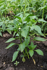 plants pepper in a garden