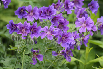 Flowers of purple cranesbill (Geranium magnificum) plant in summer garden