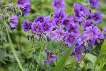 Flowers of purple cranesbill (Geranium magnificum) plant in summer garden - 511576404