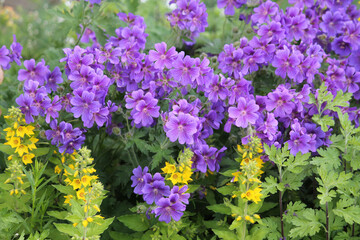 Obraz premium Flowers of purple cranesbill (Geranium magnificum) plant in summer garden
