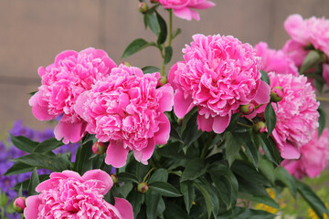 Pink peony flowers in garden. Cultivar from bomb flowered garden group
