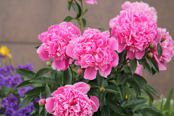 Pink peony flowers in garden. Cultivar from bomb flowered garden group