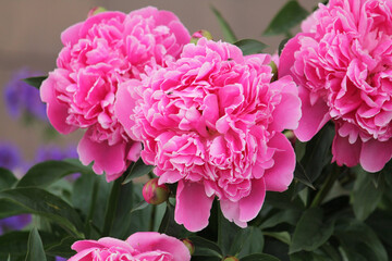 Pink peony flowers in garden. Cultivar from bomb flowered garden group