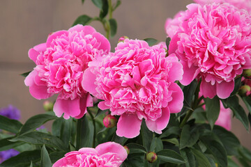 Pink peony flowers in garden. Cultivar from bomb flowered garden group