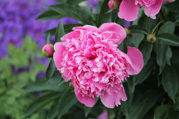 Pink peony flower in garden. Cultivar from bomb flowered garden group