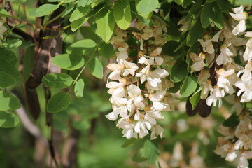 Branch of Black locust (Robinia pseudoacacia) plant with white flowers - 511576415