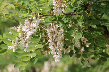 Branch of Black locust (Robinia pseudoacacia) plant with white flowers