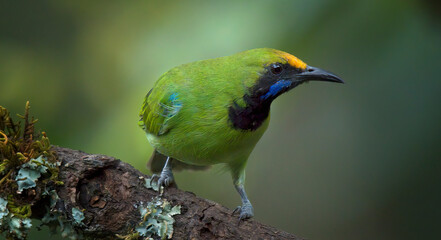 Golden Fronted Leaf Bird sitting on tree perch with beautiful green bokeh background 
