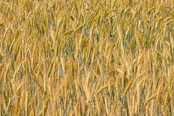 Kornfeld Weizen Gerste Lebensmittel Landwirtschaft Bio nachhaltige Landwirtschaft Essen Natur Arbeit des Bauern Sonne Sommer 