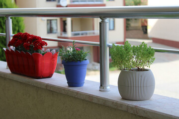 Fototapeta na wymiar Flowers of three different colors on the balcony
