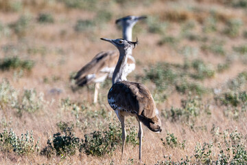 Portrait of a Kori bustard walking on open plains of Etosha; Ardeotis kori