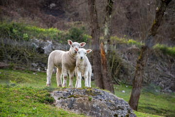 dos ovejas jóvenes en un campo