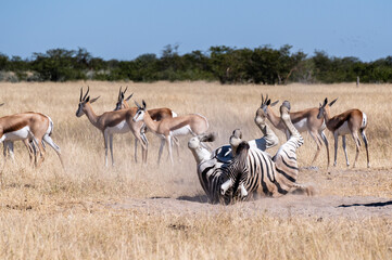 Fototapeta na wymiar Zebra that is rolling on the ground. Etosha Nationalpark, Namibia. African wildlife