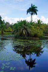 Naklejka na ściany i meble tropical landscape in the zapata nationalpark in southern cuba