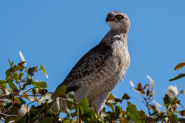 Grey-rumped Singing Goshawk raptor perched on tree in Namibia