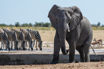 Elephant and zebra herd in Etosha, Namibia