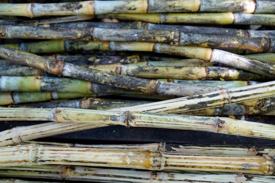 Sugar Cane Press On Cuba