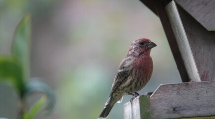 House Finch Preparing to Eat