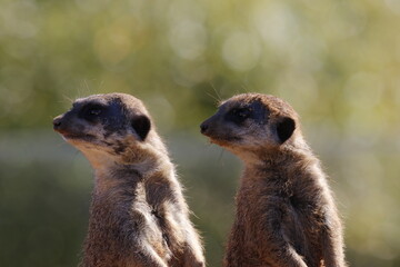 Suricate aux aguets