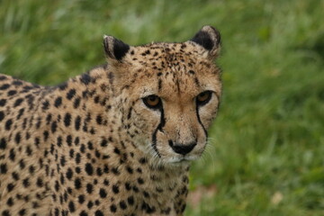 Guépard