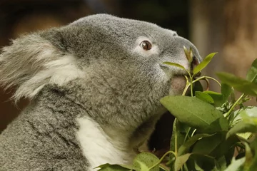 Wandaufkleber Koala © Simon