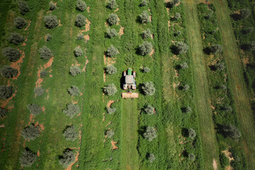 Tractor en olivar