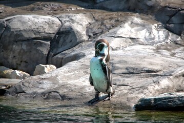 Pingwin Humboldta z krakowskiego zoo