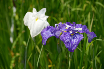花菖蒲