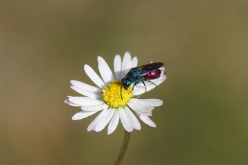 Close up Holopyga generosa, a cuckoo wasp, emerald wasp, family Chrysididae. On a flower of common daisy Bellis perennis, family Asteraceae. Dutch garden, June  © Thijs de Graaf