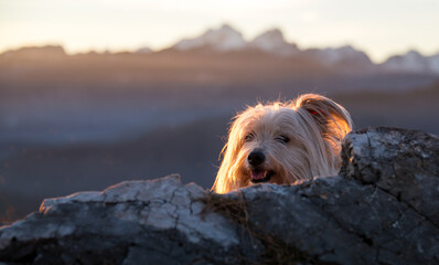 My dog Bella enjoying the sunset at the top of the hill