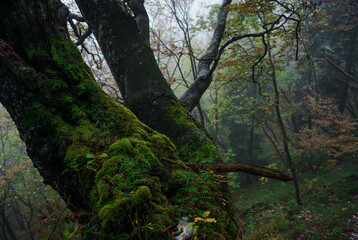 Mystic forest on a foggy day in autumn