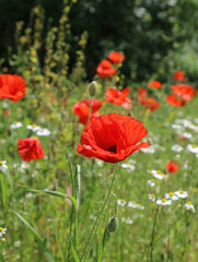 Sunlit Poppy among Chamomile flowers, Derbyshire England
