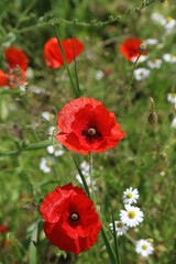 Two sunlit Poppies, Derbyshire England
