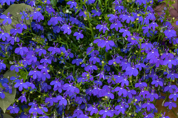 Männertreu (lobelia erinus)