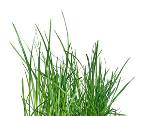 Fresh spring green grass isolated on white background.green juicy grass . Spring greenery.