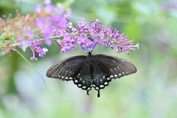 Spicebush swallowtail butterfly on a pink delight butterfly bush.