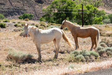 Obraz na płótnie Canvas A pair of wild Nevada horses