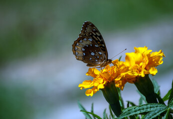Nature at its best in Missouri