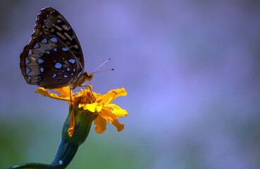 Great Spangled Fritilary at attention on Marigold