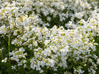 Perennial herbaceous plant. Delicate white flowers. Abundant white blooming