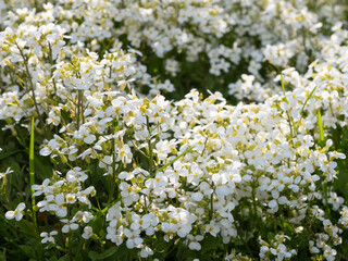 Obraz premium Perennial herbaceous plant. Delicate white flowers. Abundant white blooming