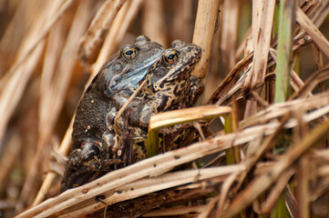 Copulating frogs in its natural habitat