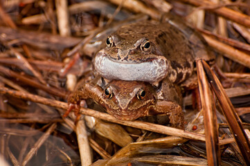 Copulating frogs in its natural habitat
