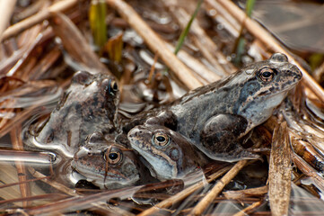 Frogs in its natural habitat