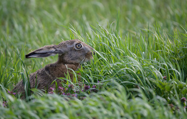 hase, hase, tier, gras, feldhase, wild, säugetier, braun