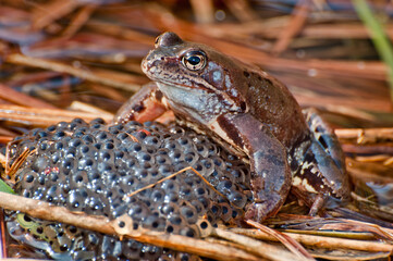 Frog on its eggs