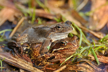 Copulating frogs