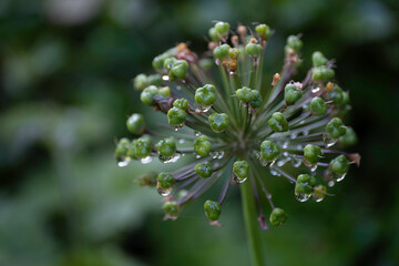 Macro of onion Allium flower with water drops after a rainstorm in a garden on green blurred background in spring. Horizontal photo - obrazy, fototapety, plakaty