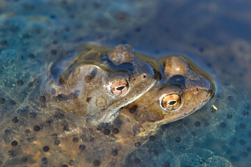 Frogs in pond with its eggs
