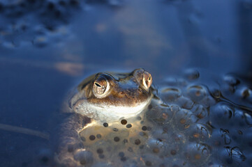 Frog in lake with its eggs